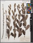 Foto von Salix cinerea L.